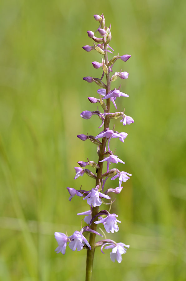 Orchidee Passo Pian delle Fugazze da confermare